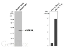 Anti-AVPR1A antibody [HL5826] used in Western Blot (WB). GTX647144