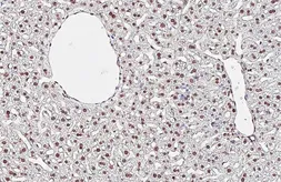 Anti-NFIB antibody [HL5837] used in IHC (Paraffin sections) (IHC-P). GTX647155