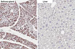 Anti-Lactoferrin antibody [HL5843] used in IHC (Paraffin sections) (IHC-P). GTX647161