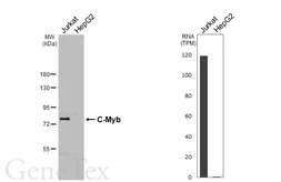Anti-C-Myb antibody [HL5867] used in Western Blot (WB). GTX647191