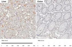 Anti-Fibrinogen alpha antibody [HL5932] used in IHC (Paraffin sections) (IHC-P). GTX647257
