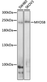 Anti-MYO5B antibody used in Western Blot (WB). GTX64751