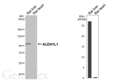 Anti-ALDH1L1 antibody [HL5956] used in Western Blot (WB). GTX647568