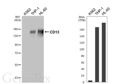 Anti-CD13 antibody [HL5964] used in Western Blot (WB). GTX647578