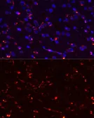 Anti-Megf10 antibody used in IHC (Paraffin sections) (IHC-P). GTX64802