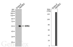 Anti-ERG antibody [HL6016] used in Western Blot (WB). GTX648090