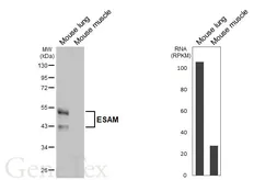 Anti-ESAM antibody [HL6024] used in Western Blot (WB). GTX648098
