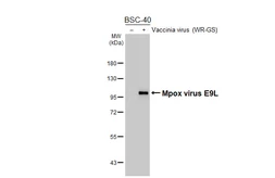 Anti-Mpox virus E9L antibody [GT397] used in Western Blot (WB). GTX648116