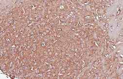 Anti-GPR37L1 antibody [HL6063] used in IHC (Paraffin sections) (IHC-P). GTX648142