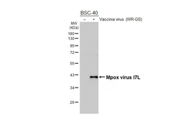 Anti-Mpox virus I7L antibody [GT400] used in Western Blot (WB). GTX648165