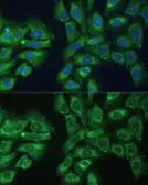 Anti-EIF3D antibody used in Immunocytochemistry/ Immunofluorescence (ICC/IF). GTX64820