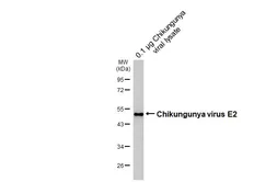 Anti-Chikungunya virus E2 antibody [HL6185] used in Western Blot (WB). GTX648277