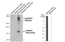 Anti-mGluR1 antibody [HL6190] used in Western Blot (WB). GTX648282