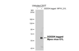 Anti-Mpox virus G1L antibody [HL6196] used in Western Blot (WB). GTX648288