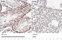 Anti-FEN1 antibody [HL6226] used in IHC (Paraffin sections) (IHC-P). GTX648318