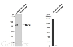 Anti-CD13 antibody [HL6252] used in Western Blot (WB). GTX648344