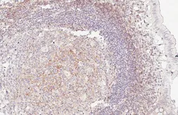 Anti-CD99 antibody [GT407] used in IHC (Paraffin sections) (IHC-P). GTX648368