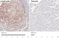 Anti-VCAM1 / CD106 antibody [HL6285] used in IHC (Paraffin sections) (IHC-P). GTX648387