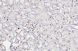 Anti-ERG antibody [HL6309] used in IHC (Paraffin sections) (IHC-P). GTX648411