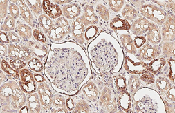 Anti-beta 2 Adrenergic Receptor antibody [HL6329] used in IHC (Paraffin sections) (IHC-P). GTX648439