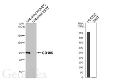 Anti-CD105 antibody [HL6344] used in Western Blot (WB). GTX648454