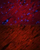 Anti-SOS1 antibody used in IHC (Paraffin sections) (IHC-P). GTX64852