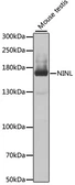 Anti-NINL antibody used in Western Blot (WB). GTX64879
