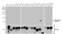 Anti-Wnt9a antibody [HL6370] used in Western Blot (WB). GTX648809