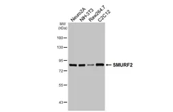 Anti-SMURF2 antibody [HL6373] used in Western Blot (WB). GTX648812