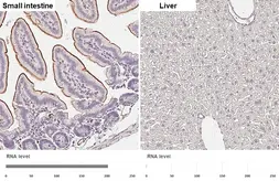 Anti-ACE antibody [HL6377] used in IHC (Paraffin sections) (IHC-P). GTX648816