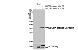 Anti-Calretinin antibody [HL6379] used in Western Blot (WB). GTX648818
