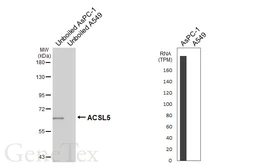 Anti-ACSL5 antibody [HL6450] used in Western Blot (WB). GTX648898