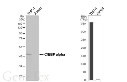 Anti-C/EBP alpha antibody [HL6484] used in Western Blot (WB). GTX648932