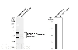 Anti-GABA A Receptor alpha 5 antibody [GT421] used in Western Blot (WB). GTX648941