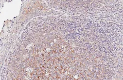 Anti-Flotillin 2 antibody [HL6531] used in IHC (Paraffin sections) (IHC-P). GTX649001