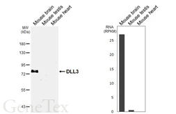 Anti-DLL3 antibody [HL6550] used in Western Blot (WB). GTX649020