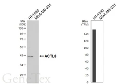 Anti-ACTL8 antibody [HL6559] used in Western Blot (WB). GTX649029