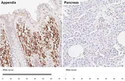 Anti-PACAP antibody [HL6563] used in IHC (Paraffin sections) (IHC-P). GTX649033