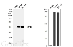 Anti-GFI1 antibody [HL6576] used in Western Blot (WB). GTX649046