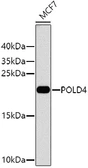 Anti-POLD4 antibody used in Western Blot (WB). GTX64919