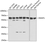 Anti-DMAP1 antibody used in Western Blot (WB). GTX64926