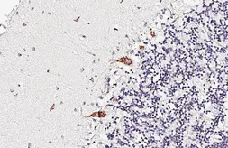 Anti-5-HT2A receptor antibody [HL6597] used in IHC (Paraffin sections) (IHC-P). GTX649297