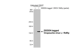 Anti-Oropouche virus L / RdRp antibody [HL6600] used in Western Blot (WB). GTX649300