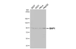 Anti-BAP1 antibody [HL6613] used in Western Blot (WB). GTX649313