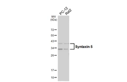 Anti-Syntaxin 5 antibody [HL6627] used in Western Blot (WB). GTX649327