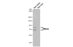 Anti-Mena antibody [HL6672] used in Western Blot (WB). GTX649381