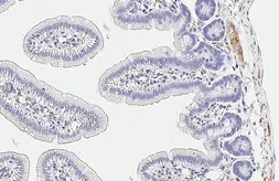 Anti-SNAP25 antibody [HL6680] used in IHC (Paraffin sections) (IHC-P). GTX649391
