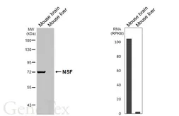 Anti-NSF antibody [HL6729] used in Western Blot (WB). GTX649452