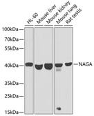 Anti-NAGA antibody used in Western Blot (WB). GTX64961