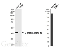 Anti-G protein alpha 16 antibody [HL6802] used in Western Blot (WB). GTX649616
